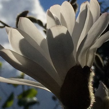 Magnolia