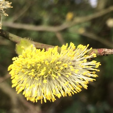 Salix caprea 'Kilmarnock' syn. Salix caprea 'Pendula', Salix caprea var. pendula