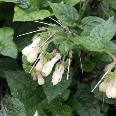 Symphytum officinale