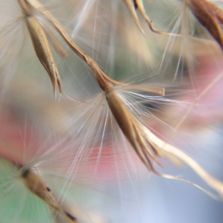 Plant image Miscanthus nepalensis