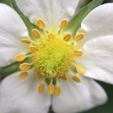 Fragaria x ananassa