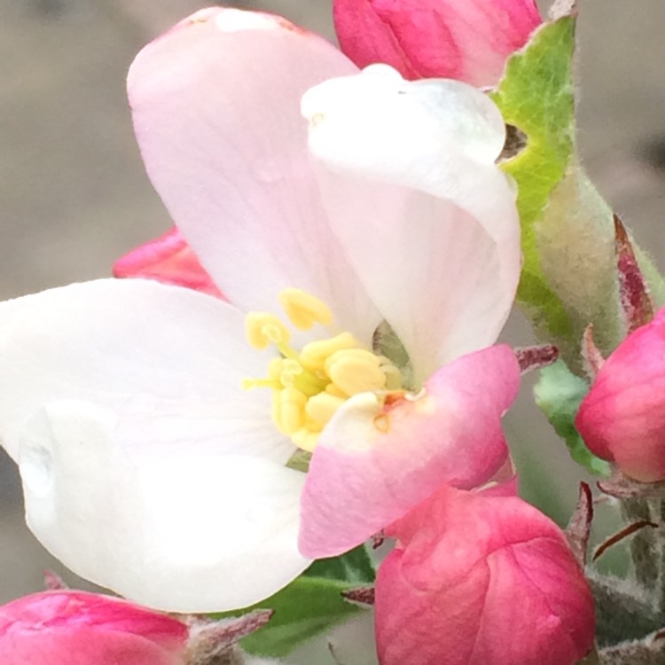 plant image 370195