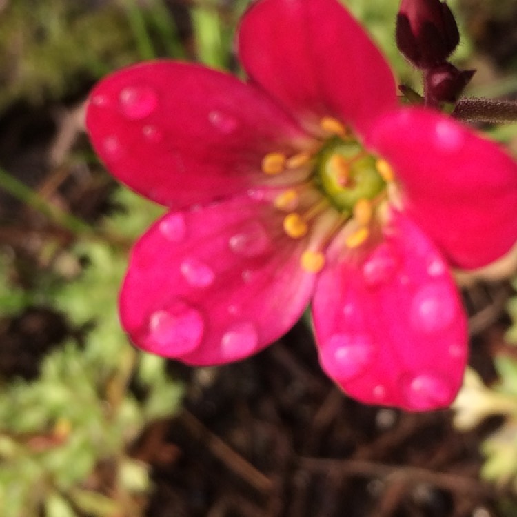 plant image 370197