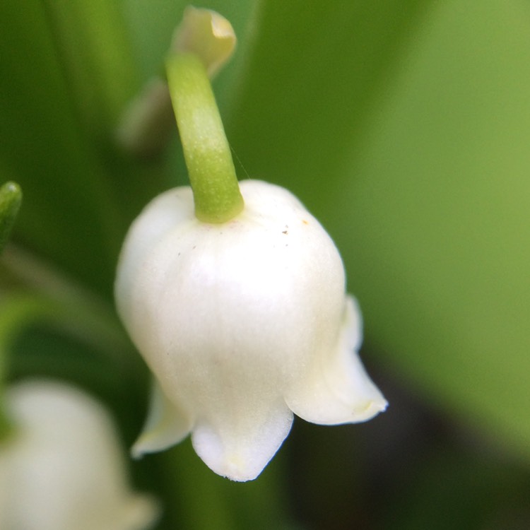 plant image 376562