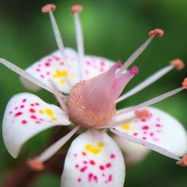 Saxifraga x urbium