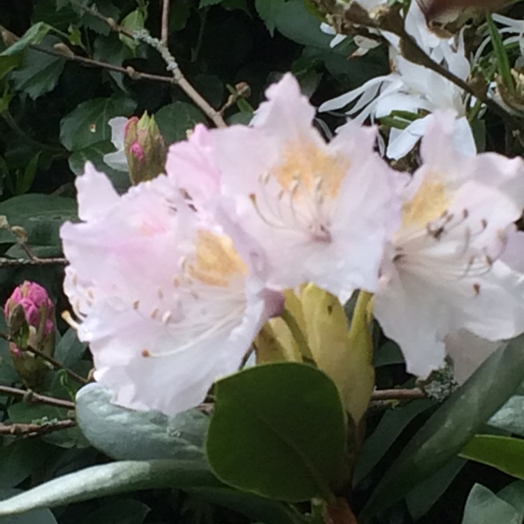 plant image 381349