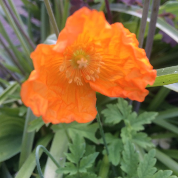 Plant image Papaver nudicaule 'Gartenzwerg Group' syn. Papaver nudicaule 'Garden Gnome Group'
