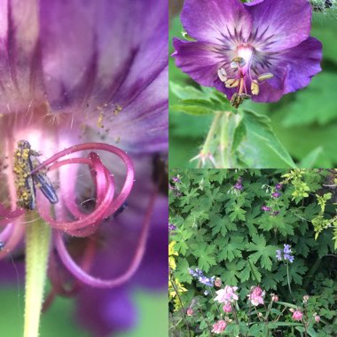 Geranium