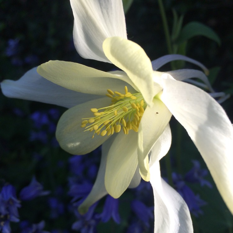 Plant image Aquilegia 'White Star'