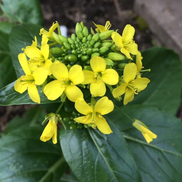 Plant image Brassica chinensis var. parachinensis