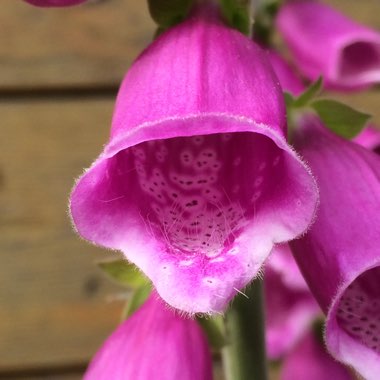 Digitalis