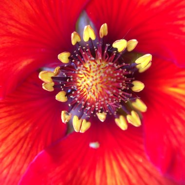 Potentilla 'Blazeaway '