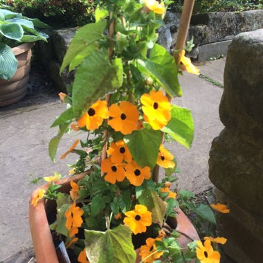 Thunbergia alata