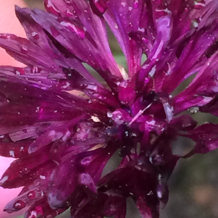 Plant image Centaurea cyanus 'Black Ball'