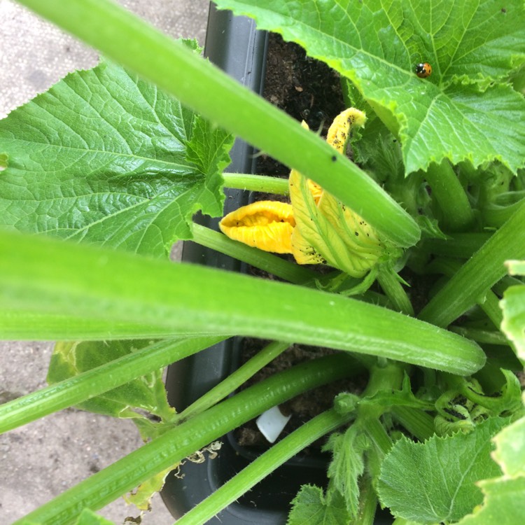 Plant image Cucurbita Pepo var. Cylindrica 'Black Beauty'