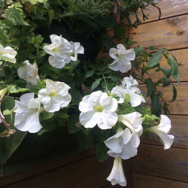 Plant image Petunia Axillaris