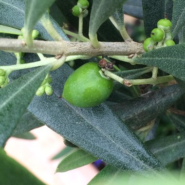 Olea europaea