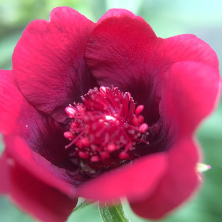 Plant image Potentilla x cultorum 'Flamenco'