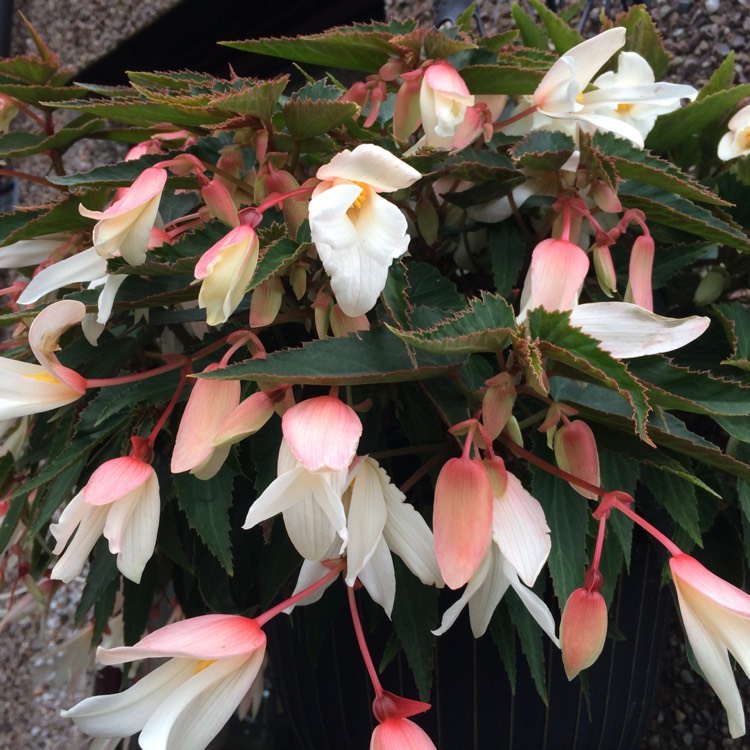 Plant image Begonia 'Angel Soft Orange' (Waterfalls Series)