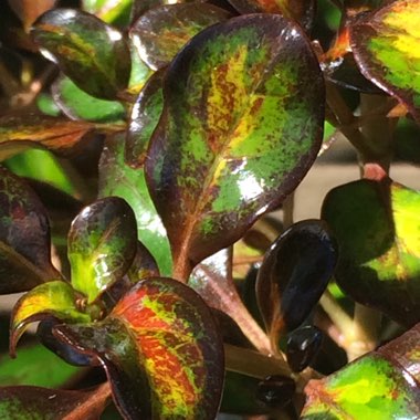 Coprosma repens 'Midnight Martini'