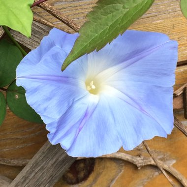 Ipomoea tricolor 'Heavenly Blue'