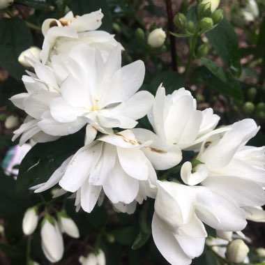 Philadelphus 'Snowbelle'