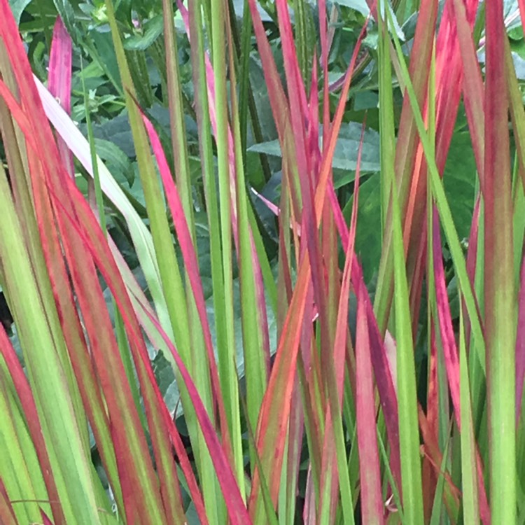 Plant image Pennisetum alopecuroides 'Burgundy Bunny'