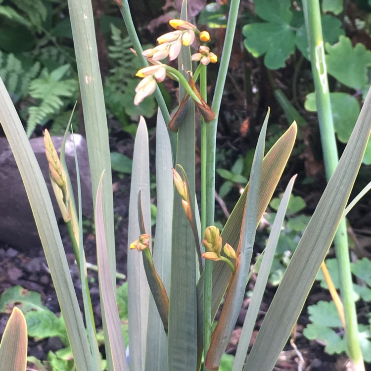 plant image 807680
