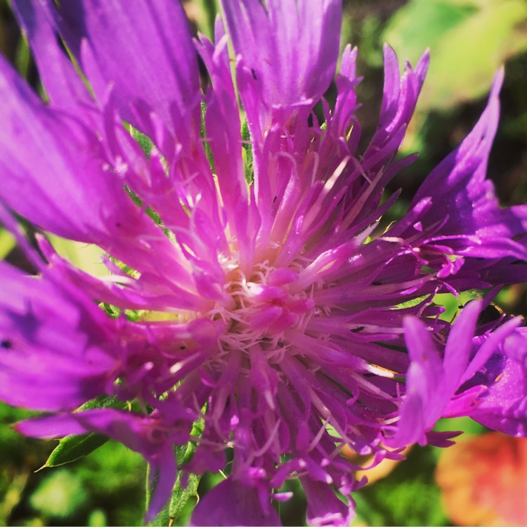 Plant image Stokesia laevis 'Blue Star'