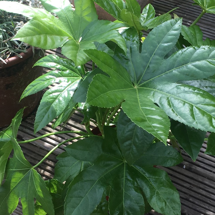 plant image 813317