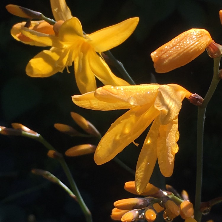 Plant image Crocosmia x crocosmiiflora 'Solfatare'