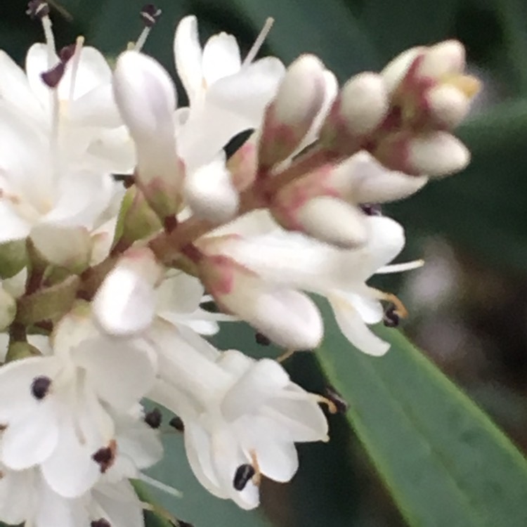 plant image 825186