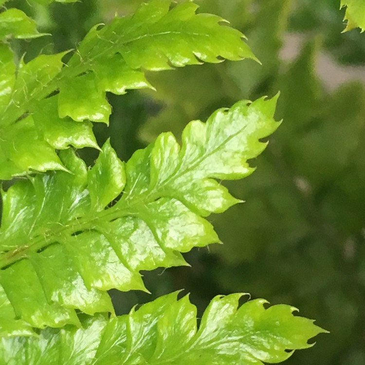 Plant image Polystichum Polyblepharum