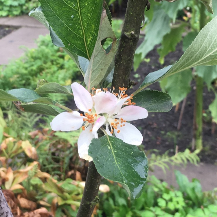 plant image 848630