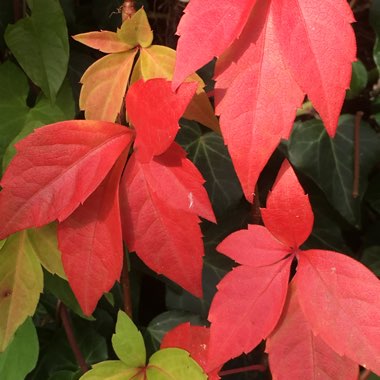 Parthenocissus quinquefolia engelmannii syn. Ampelopsis hederacea ; Ampelopsis quinquefolia