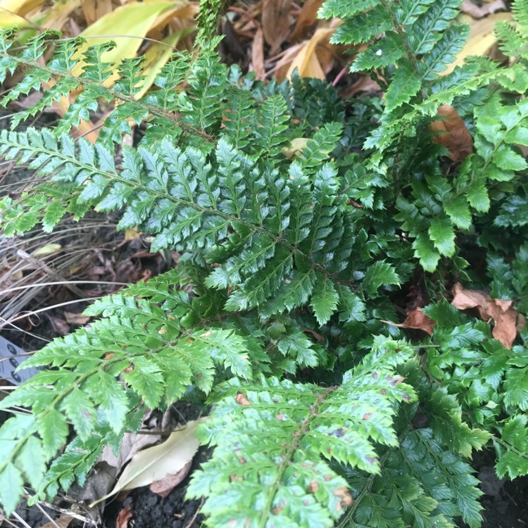 Plant image Polystichum Polyblepharum