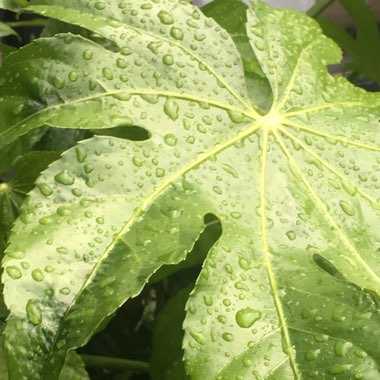 Fatsia japonica  syn. Aralia japonica
