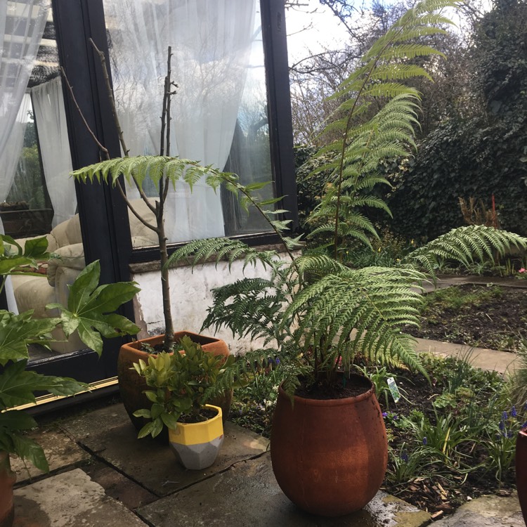 plant image 961542