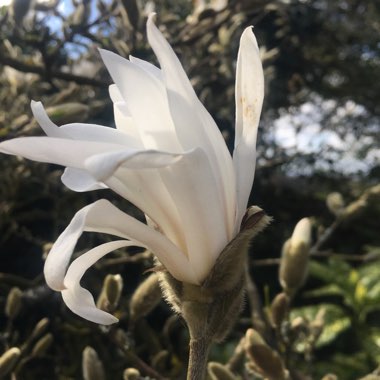 Magnolia