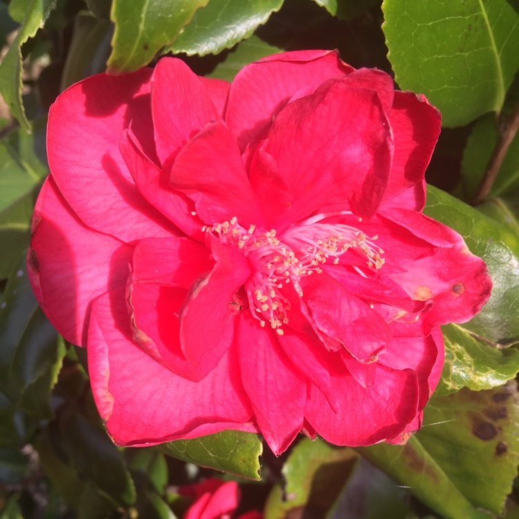 Plant image Camellia japonica 'Doctor King'