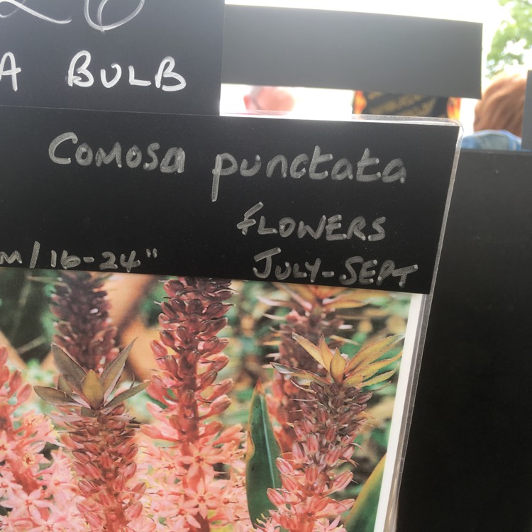 Plant image Eucomis comosa