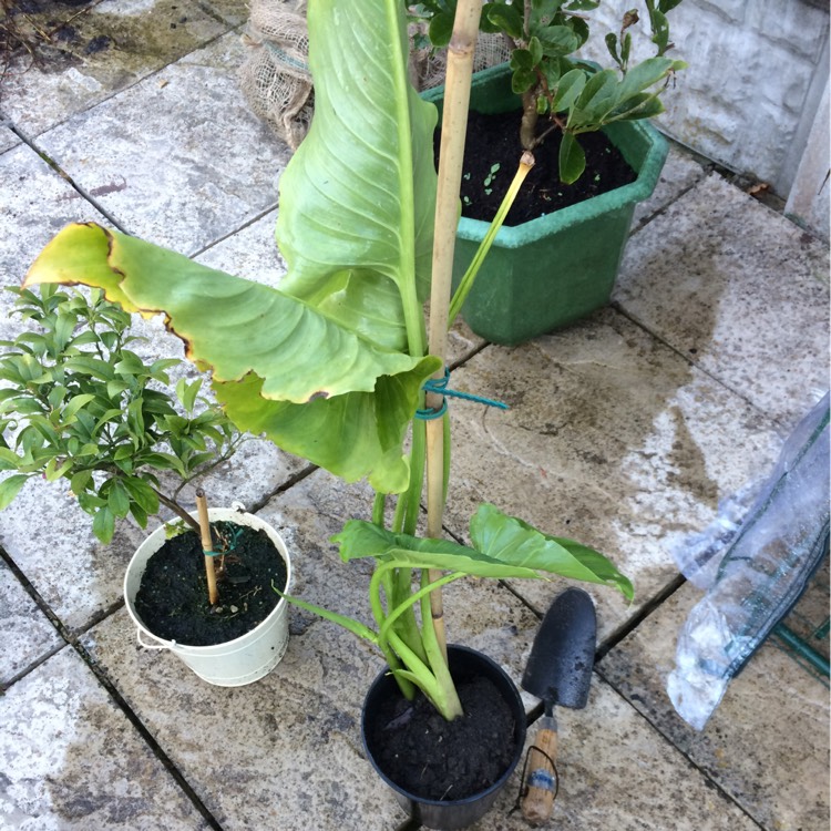 Plant image Zantedeschia aethiopica 'Green Goddess'