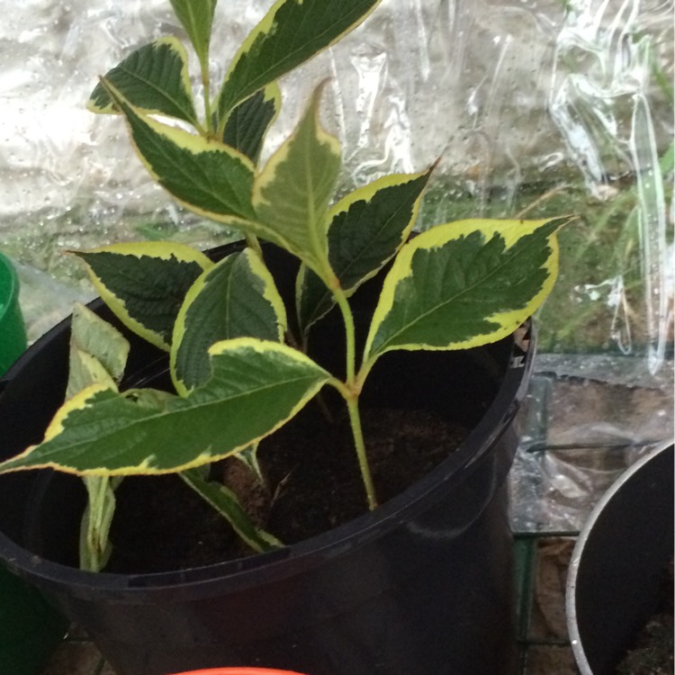 plant image 235226