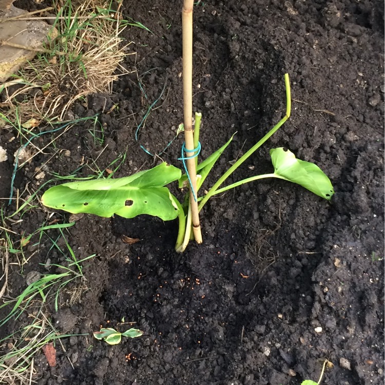 Plant image Zantedeschia aethiopica 'Green Goddess'