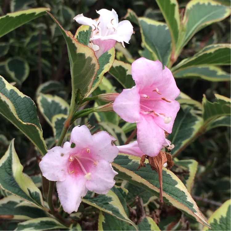 plant image 240540