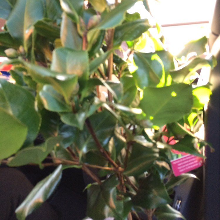plant image 252066