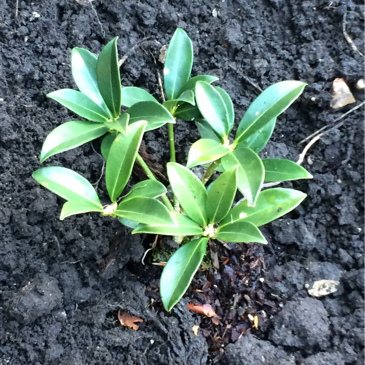 Plant image Skimmia japonica 'Marlot'