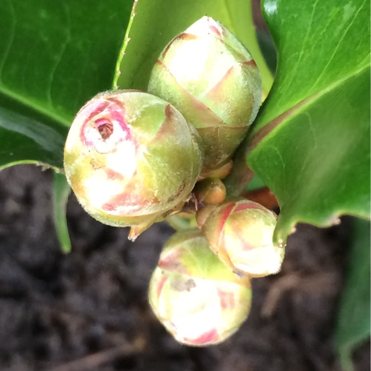 plant image 287708