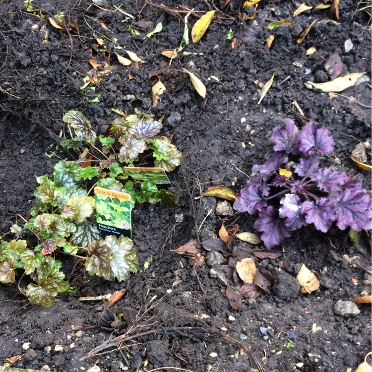 plant image 287711