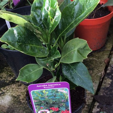 Aucuba japonica